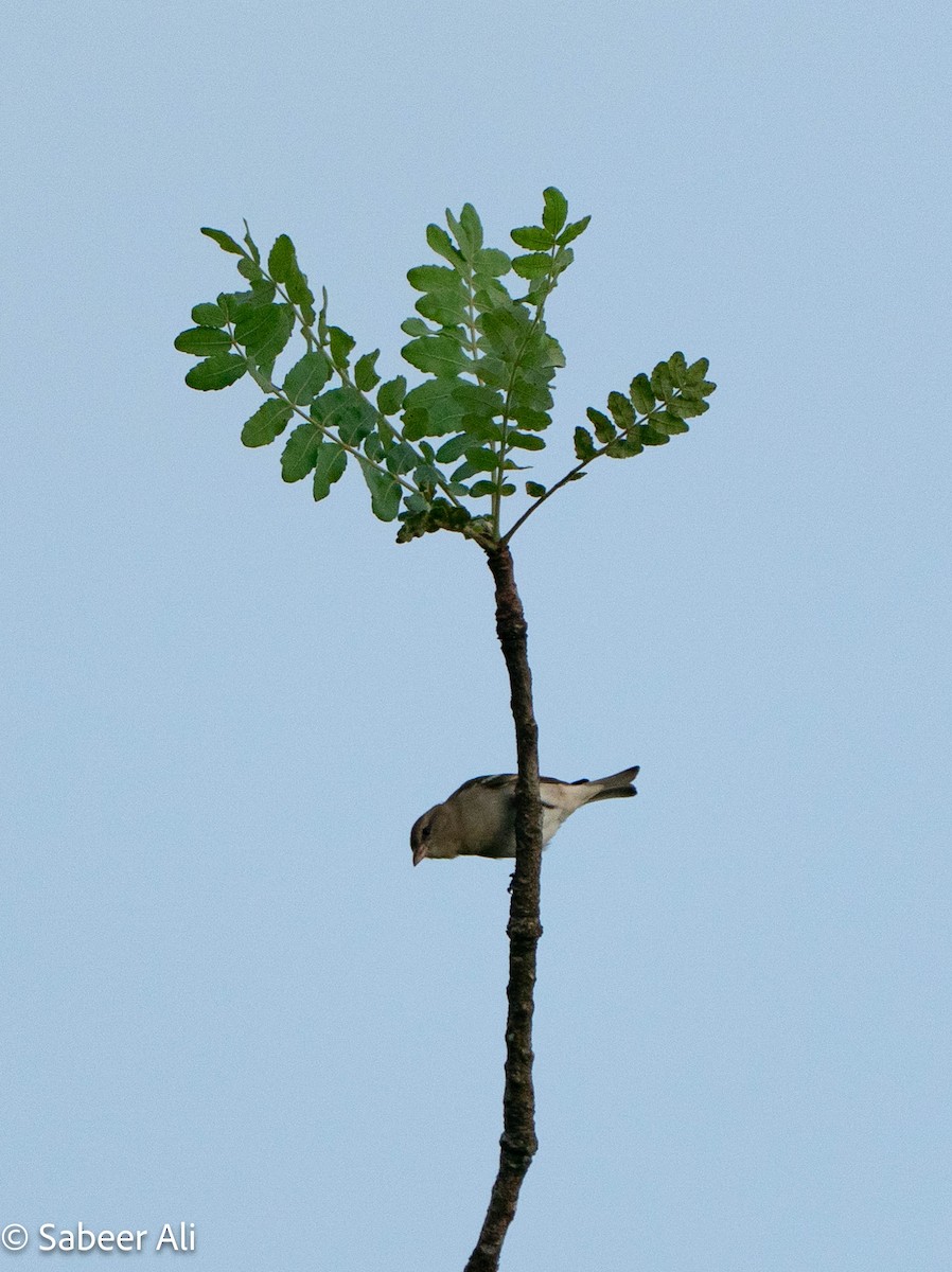 Yellow-throated Sparrow - ML645046754