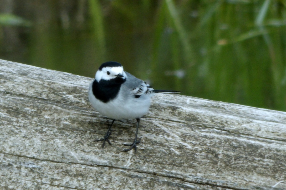 Bergeronnette grise - ML645046760