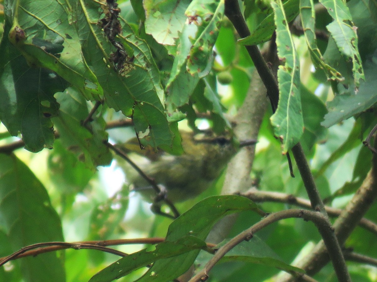 Lompobattang Leaf Warbler - ML645046765