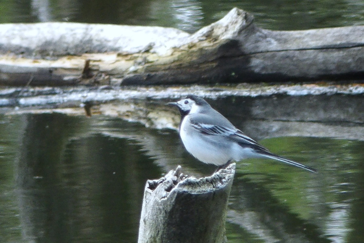 Bergeronnette grise - ML645046767