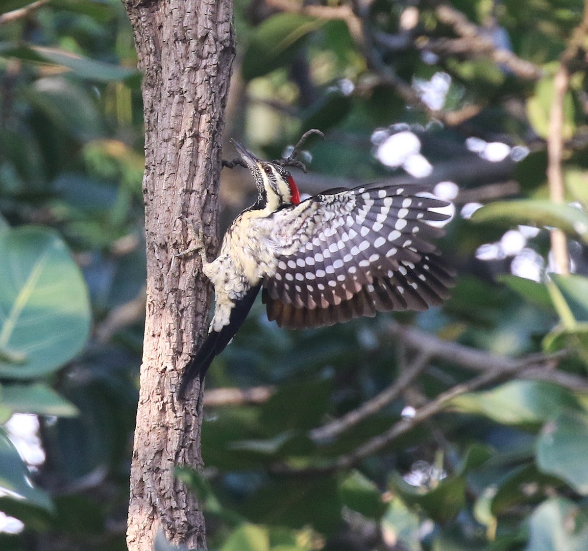 Black-rumped Flameback - ML645046778