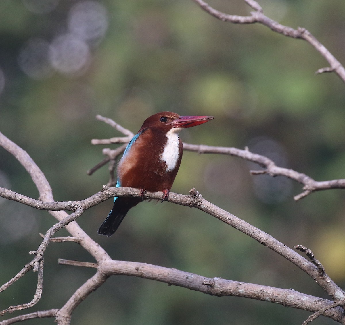 アオショウビン - ML645046783