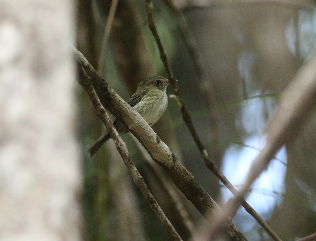 Helmeted Pygmy-Tyrant - ML645046787