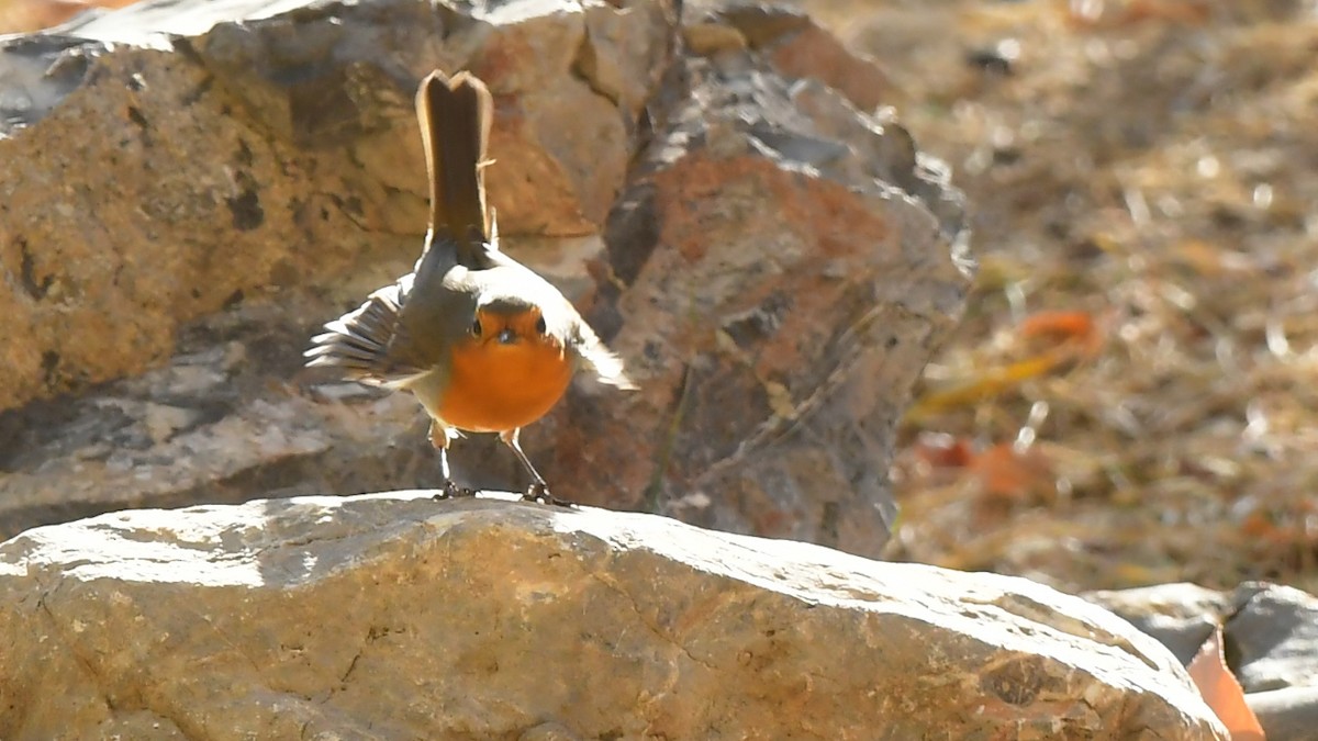 European Robin - ML645046795