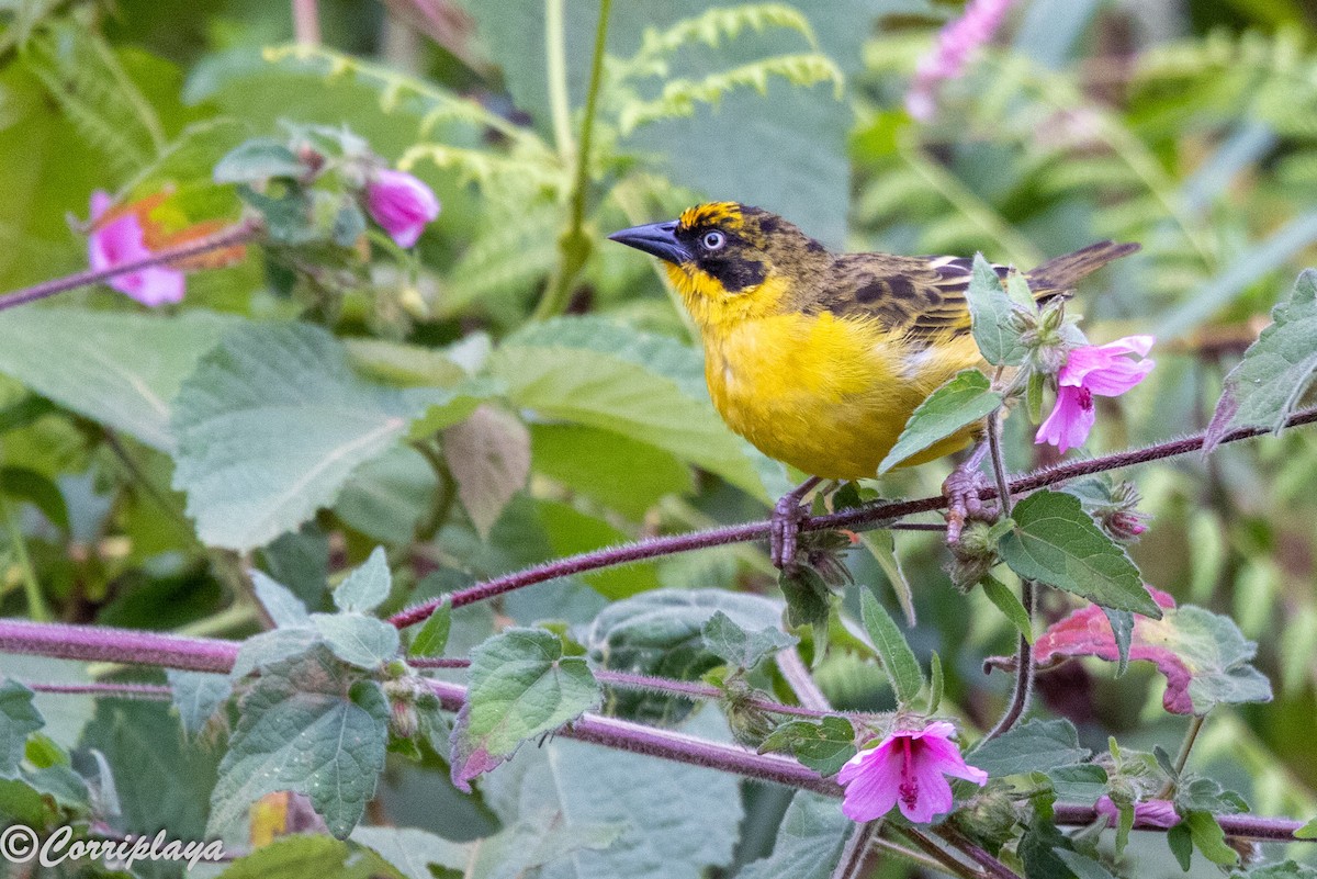 Tejedor Baglafecht - ML645046818