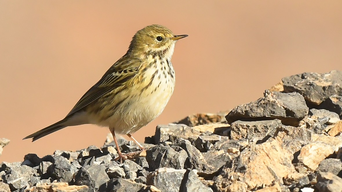 Meadow Pipit - ML645046824