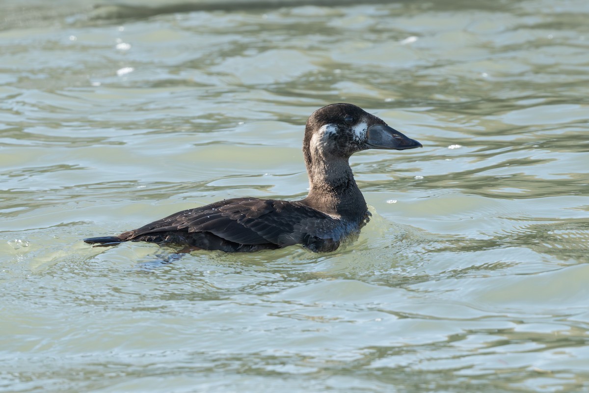 Surf Scoter - ML645046832