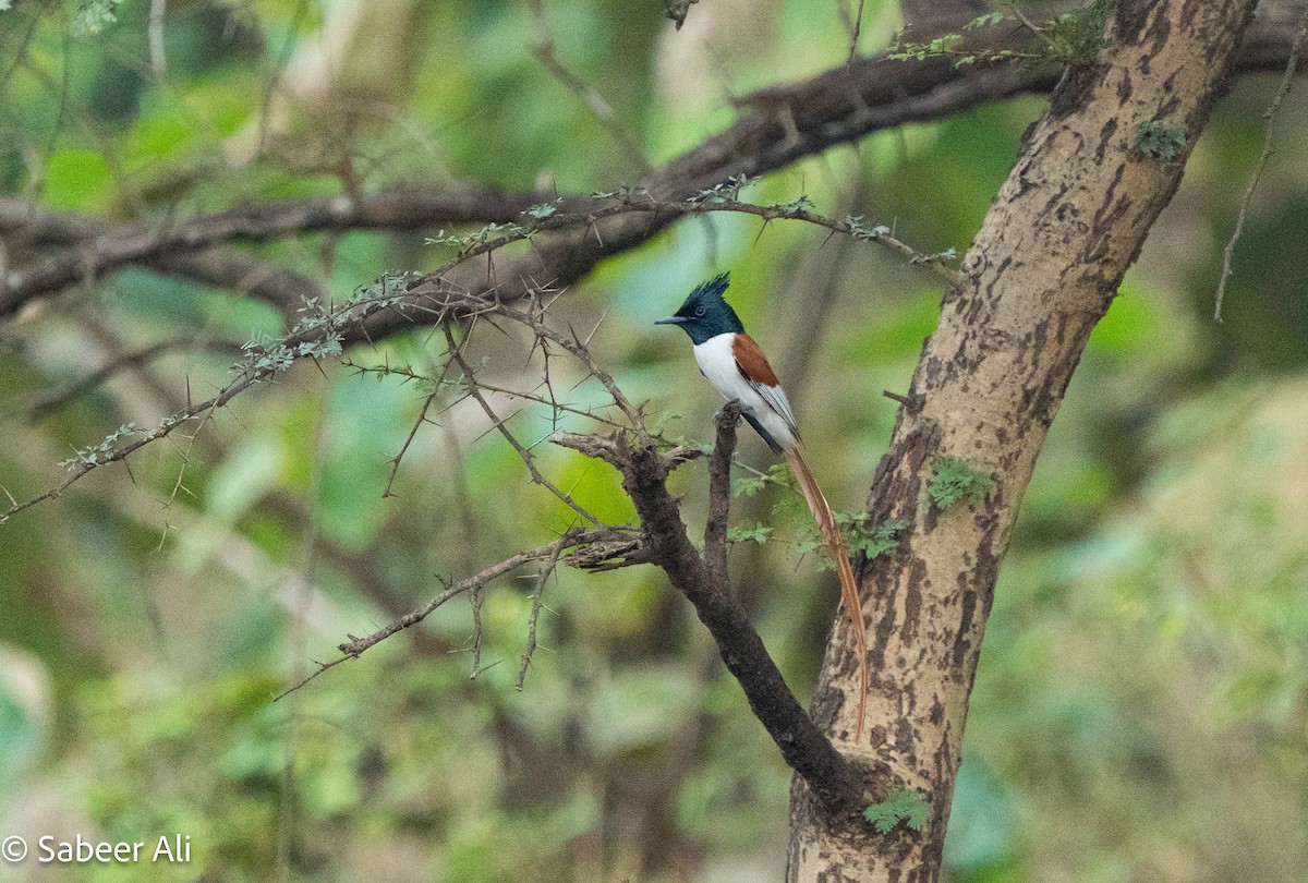 Indian Paradise-Flycatcher - ML645046833