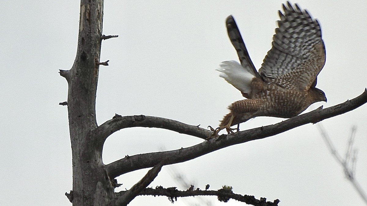 Cooper's Hawk - ML645046838