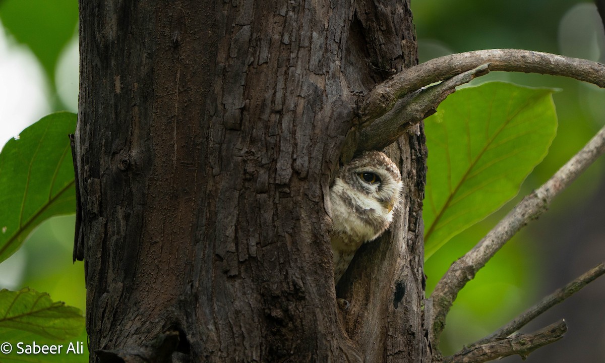 Spotted Owlet - ML645046839