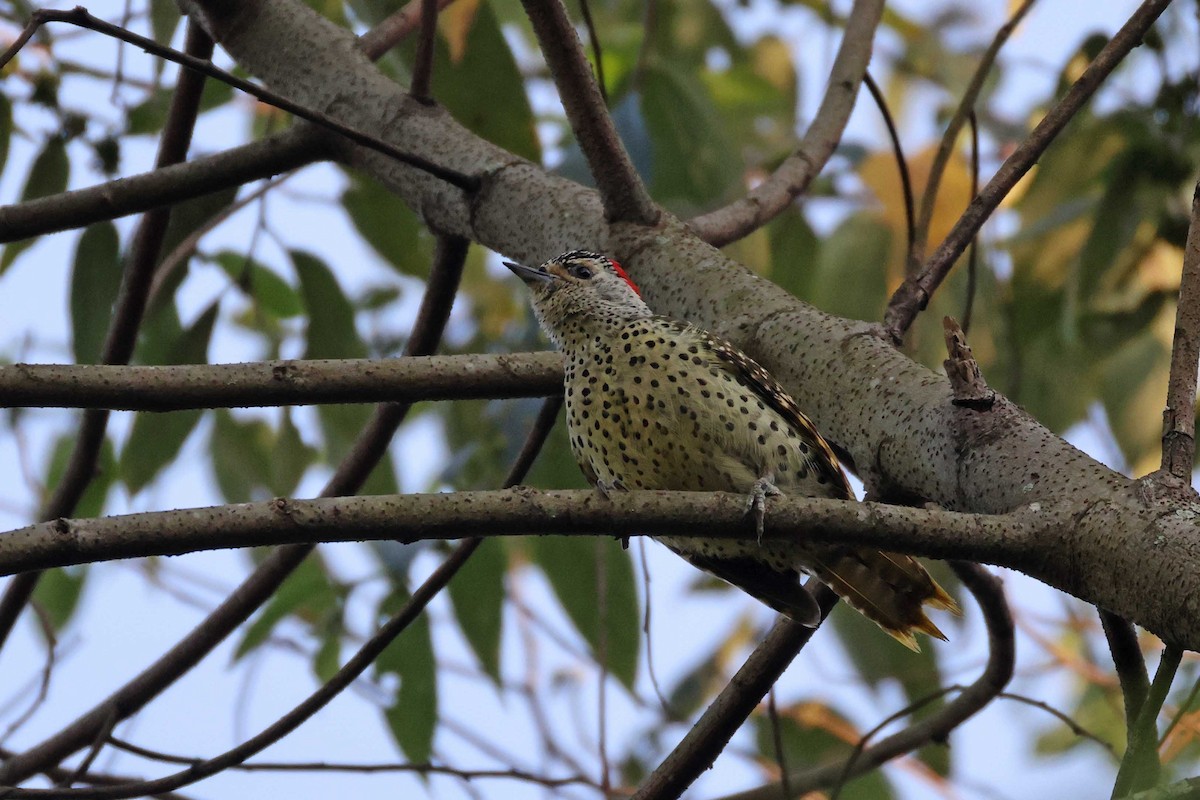 datel čabrakový - ML645046841