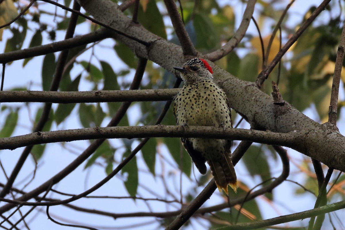 datel čabrakový - ML645046842