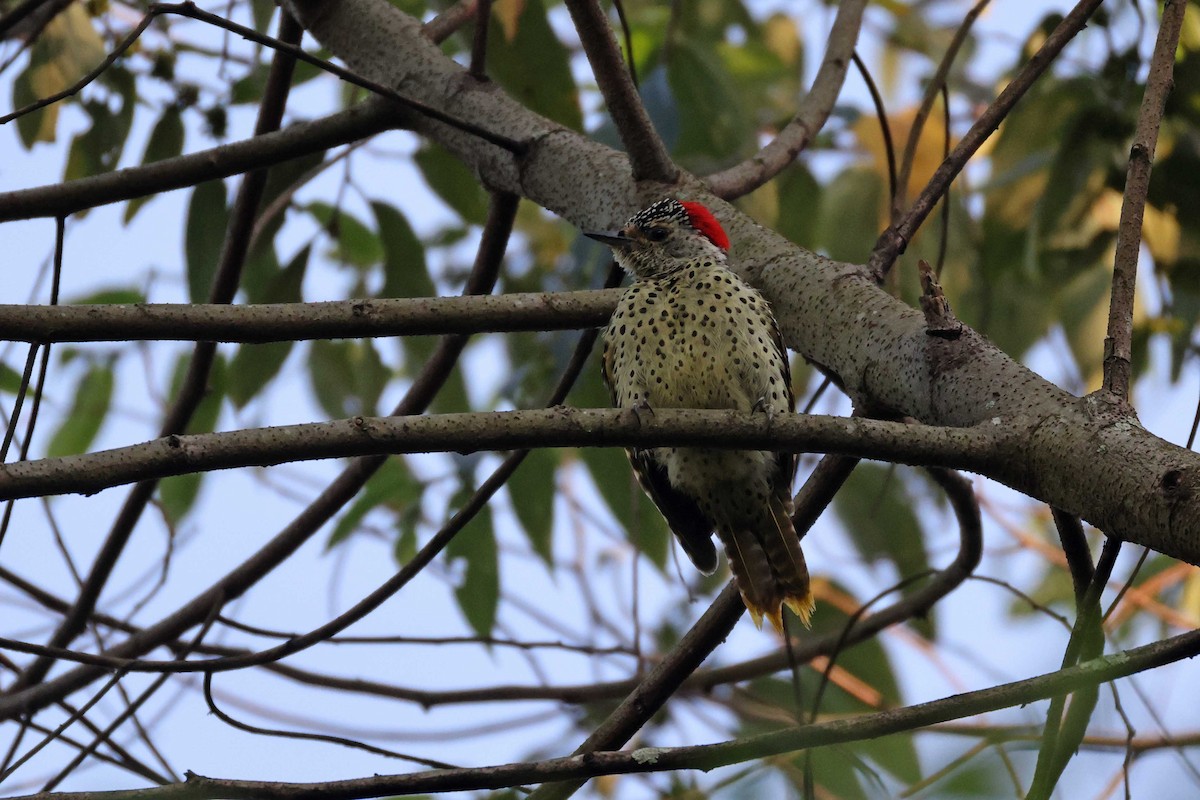 datel čabrakový - ML645046843