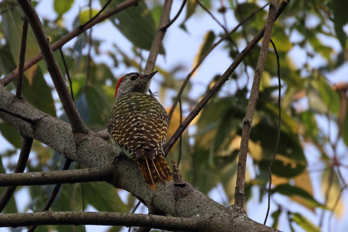 datel čabrakový - ML645046844