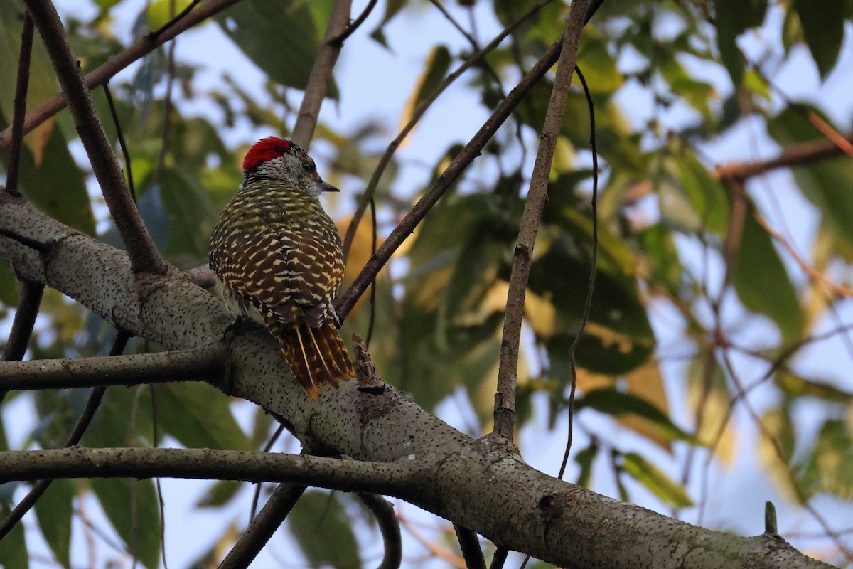 datel čabrakový - ML645046845