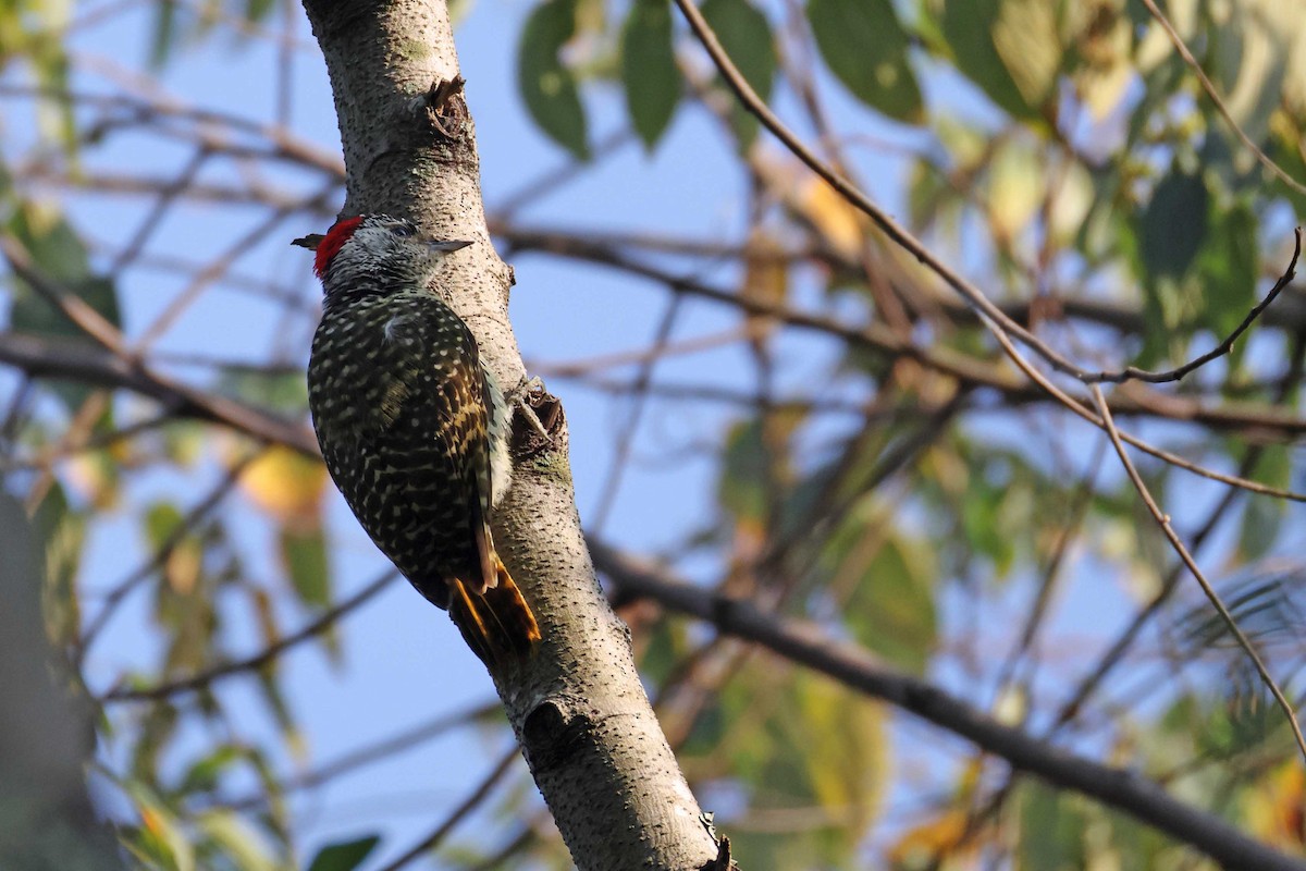 datel čabrakový - ML645046846