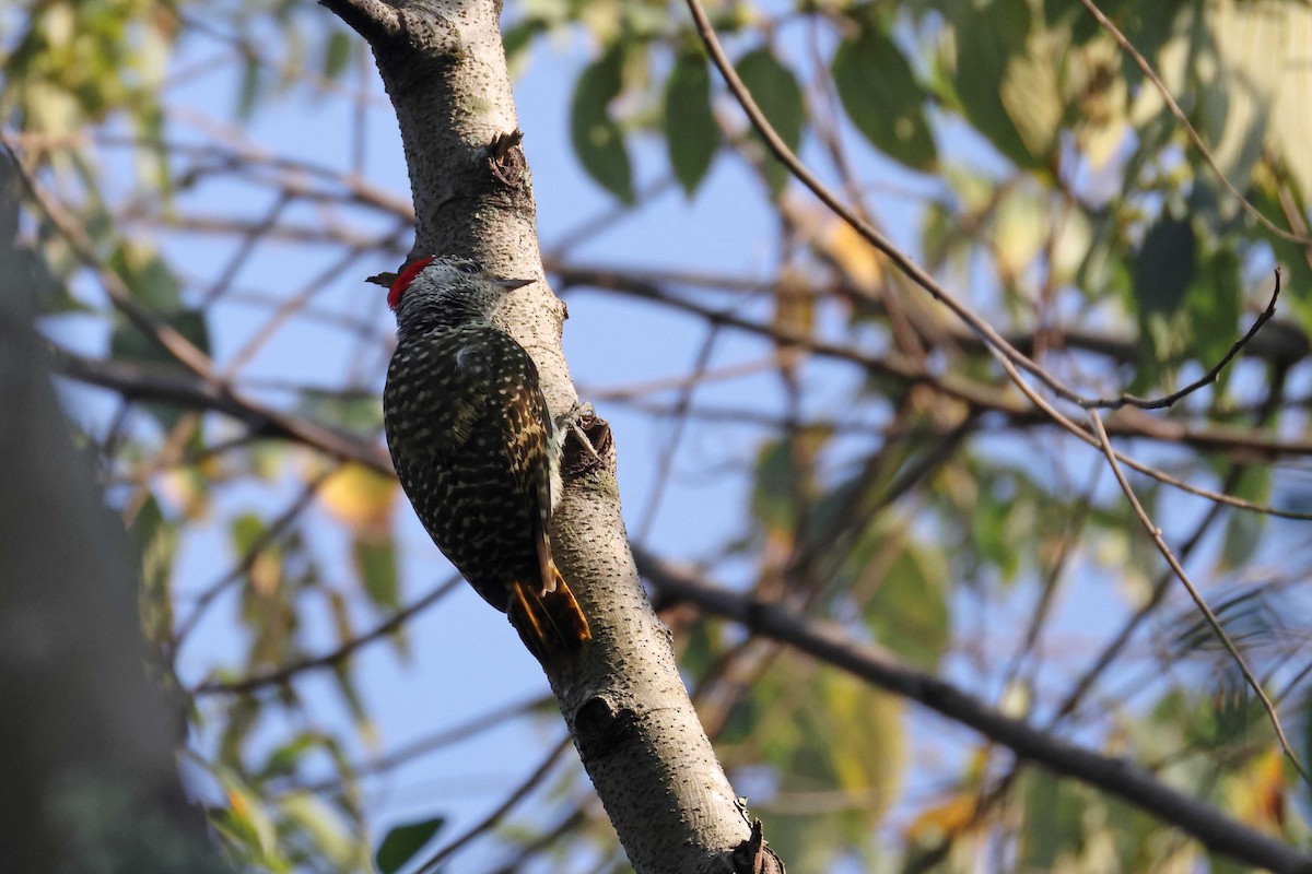 datel čabrakový - ML645046847