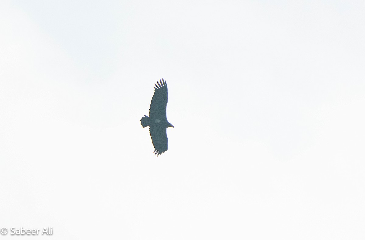 Red-headed Vulture - ML645046853