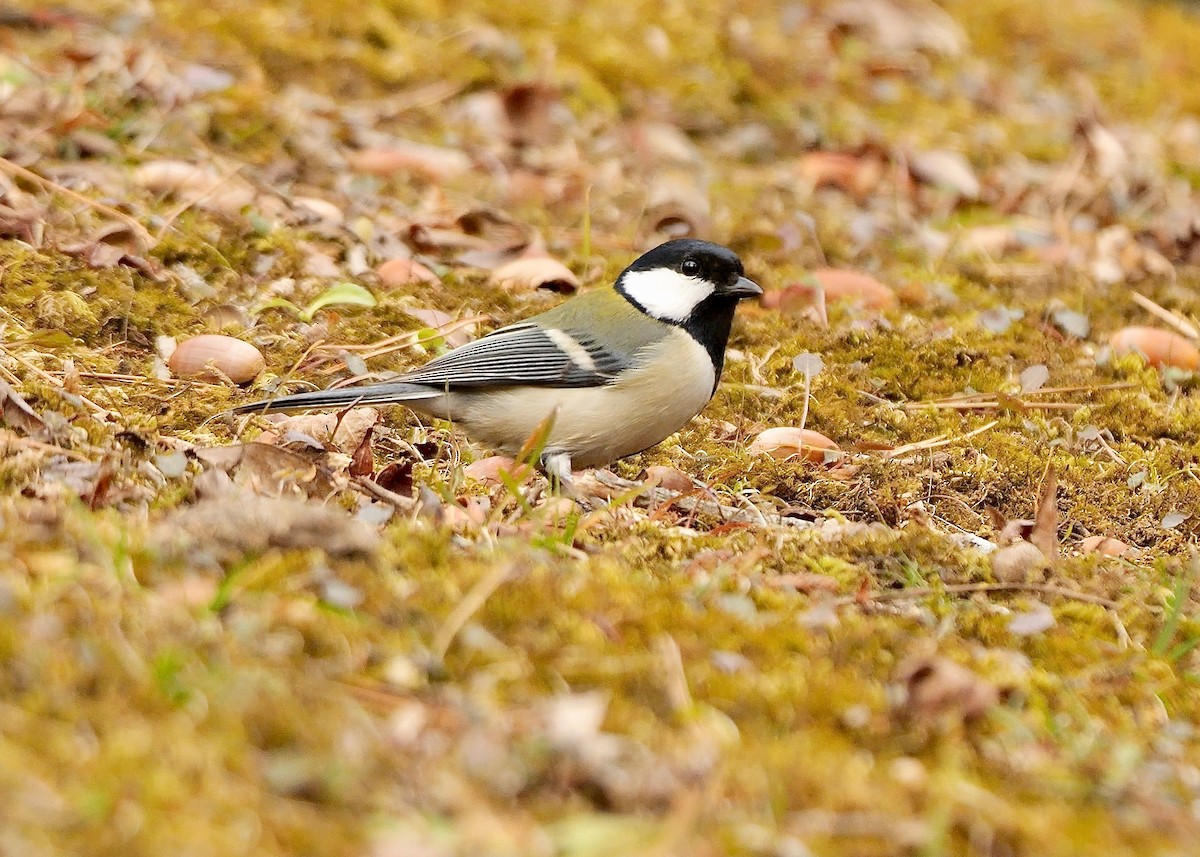 Asian Tit (Japanese) - ML645046873