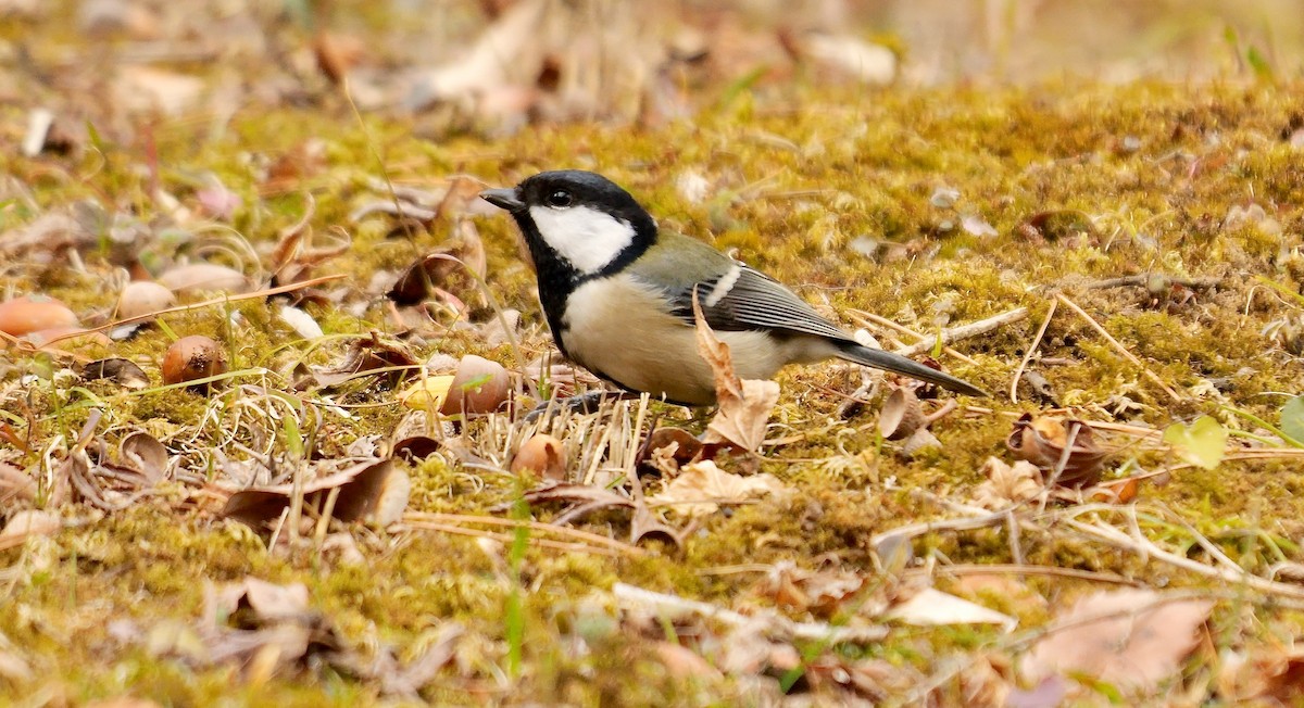 Asian Tit (Japanese) - ML645046874