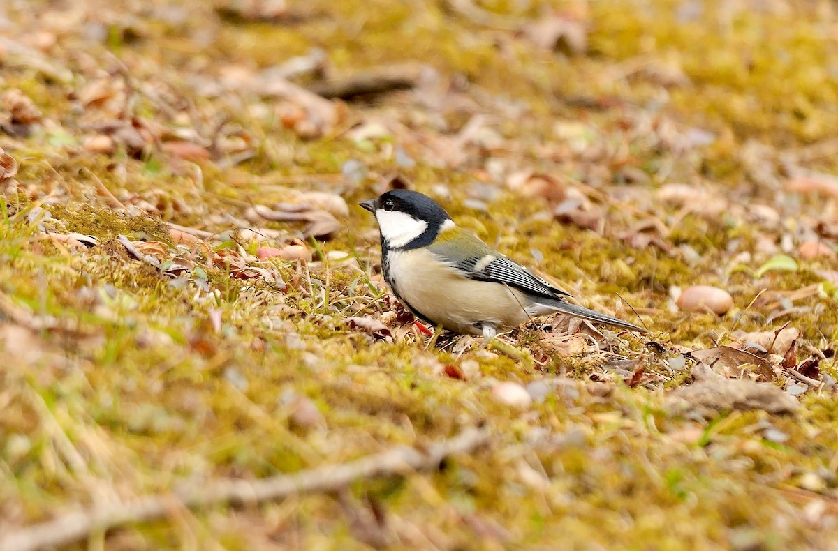 Asian Tit (Japanese) - ML645046875