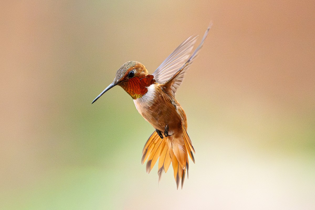 kalypta rezavolesklá - ML645046883