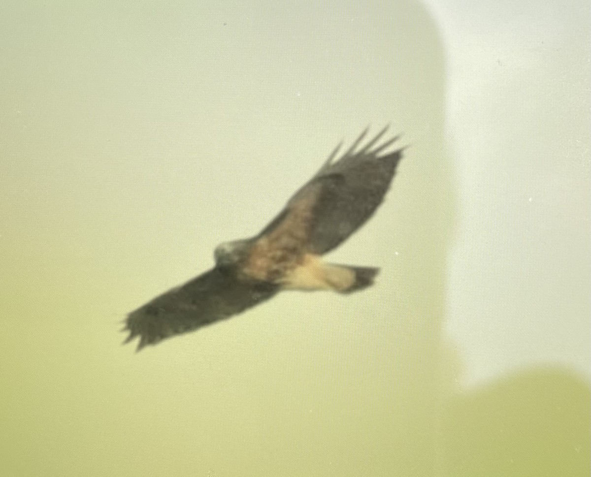 Red-tailed Hawk (abieticola) - ML645046902