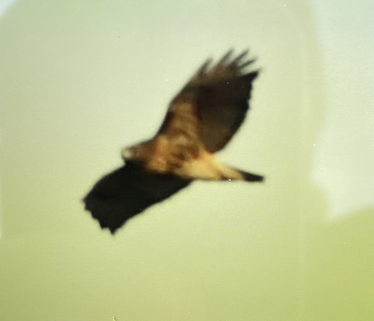 Red-tailed Hawk (abieticola) - ML645046903