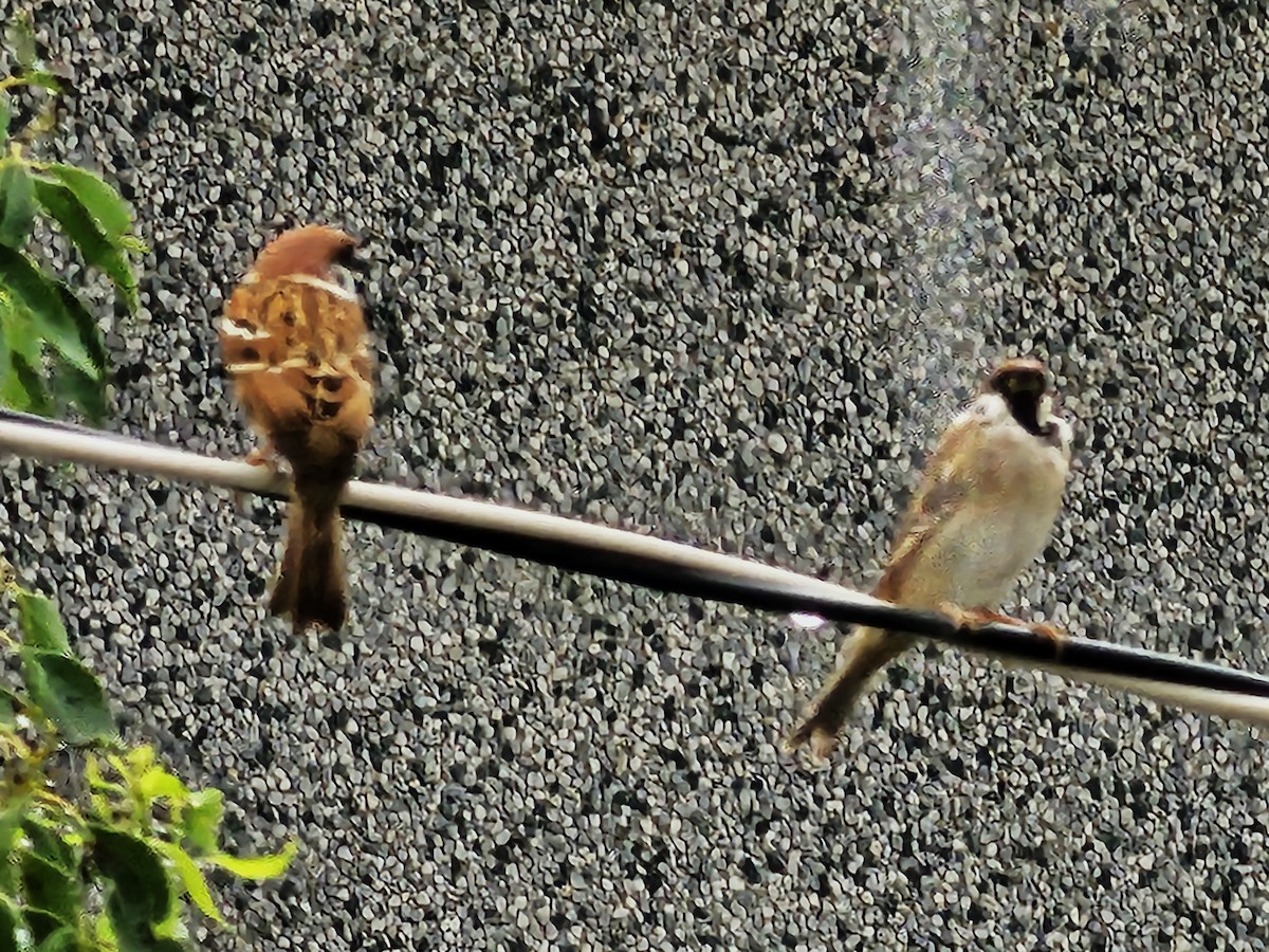 Eurasian Tree Sparrow - ML645046926