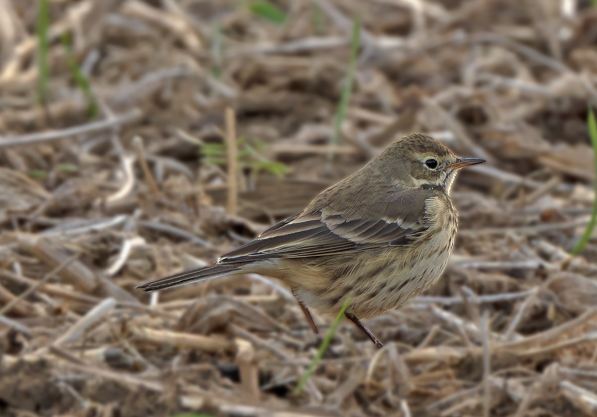 American Pipit - ML645046931