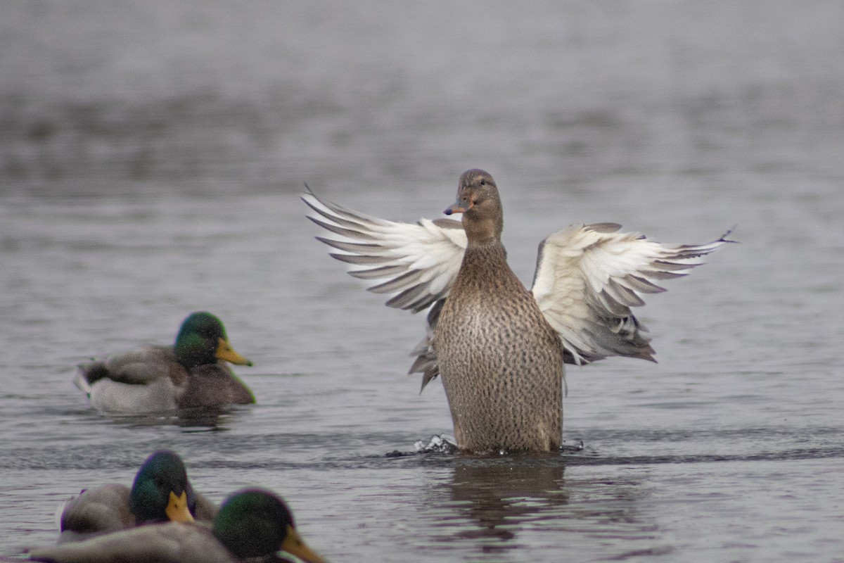 Mallard - ML645046932