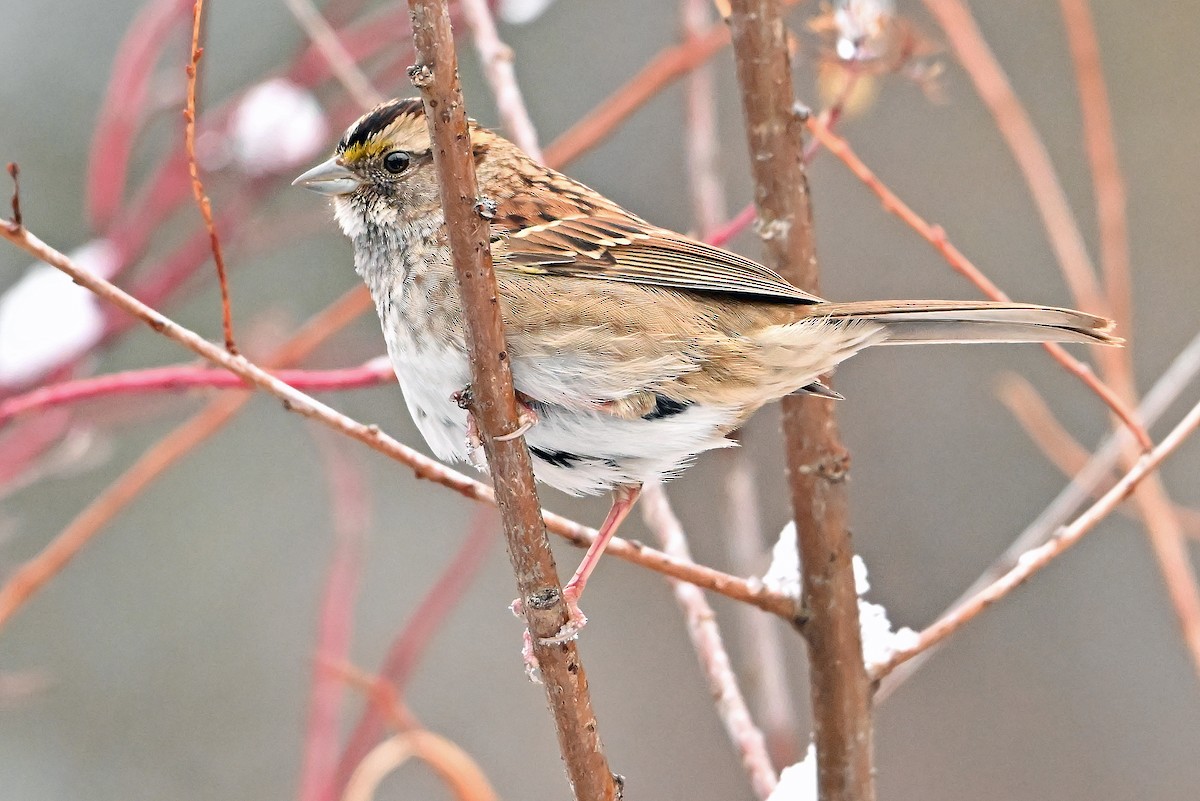 White-throated Sparrow - ML645046935