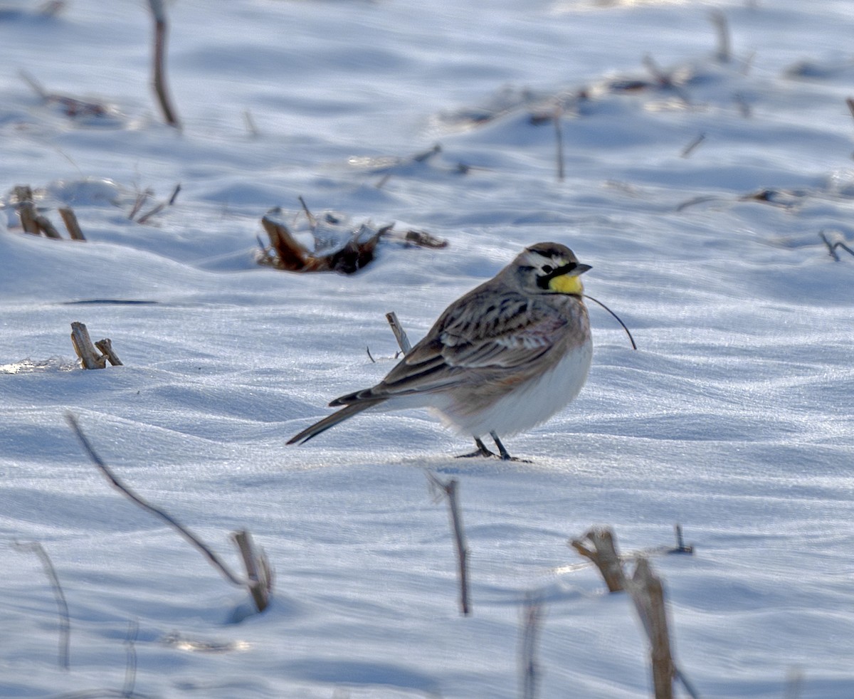 Horned Lark - ML645046936