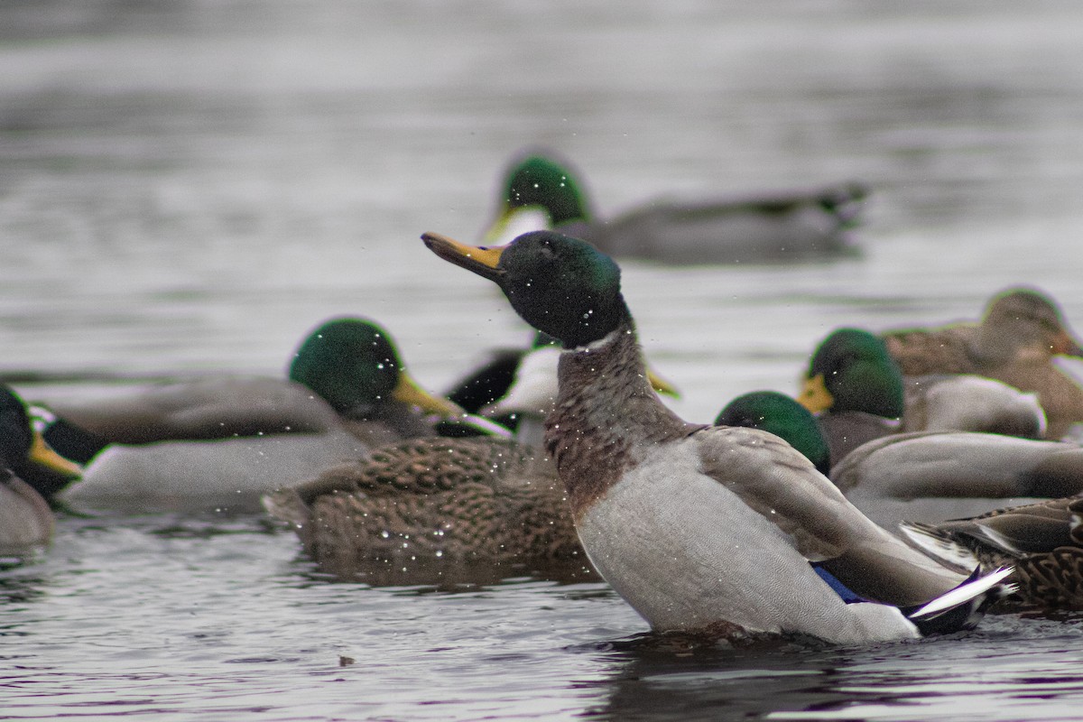 Mallard - ML645046937