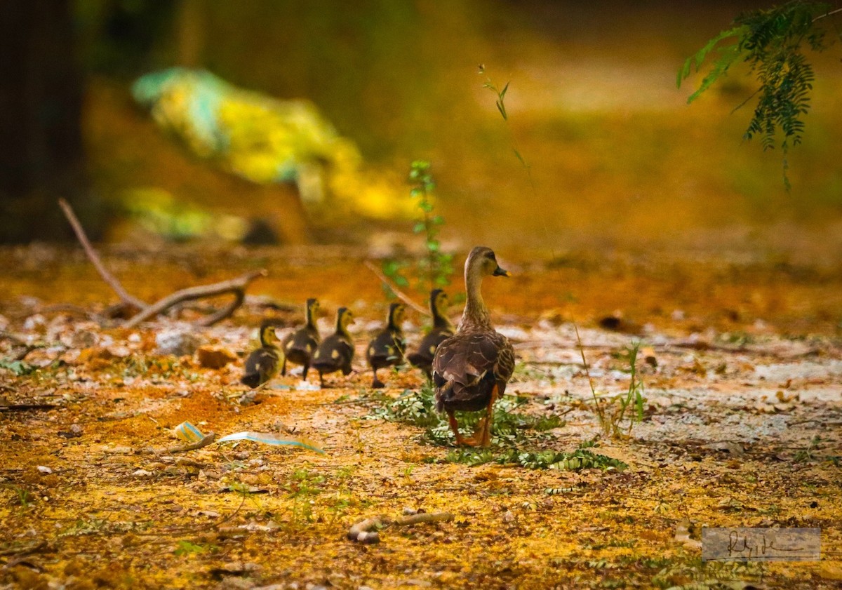 Indian Spot-billed Duck - ML645046938