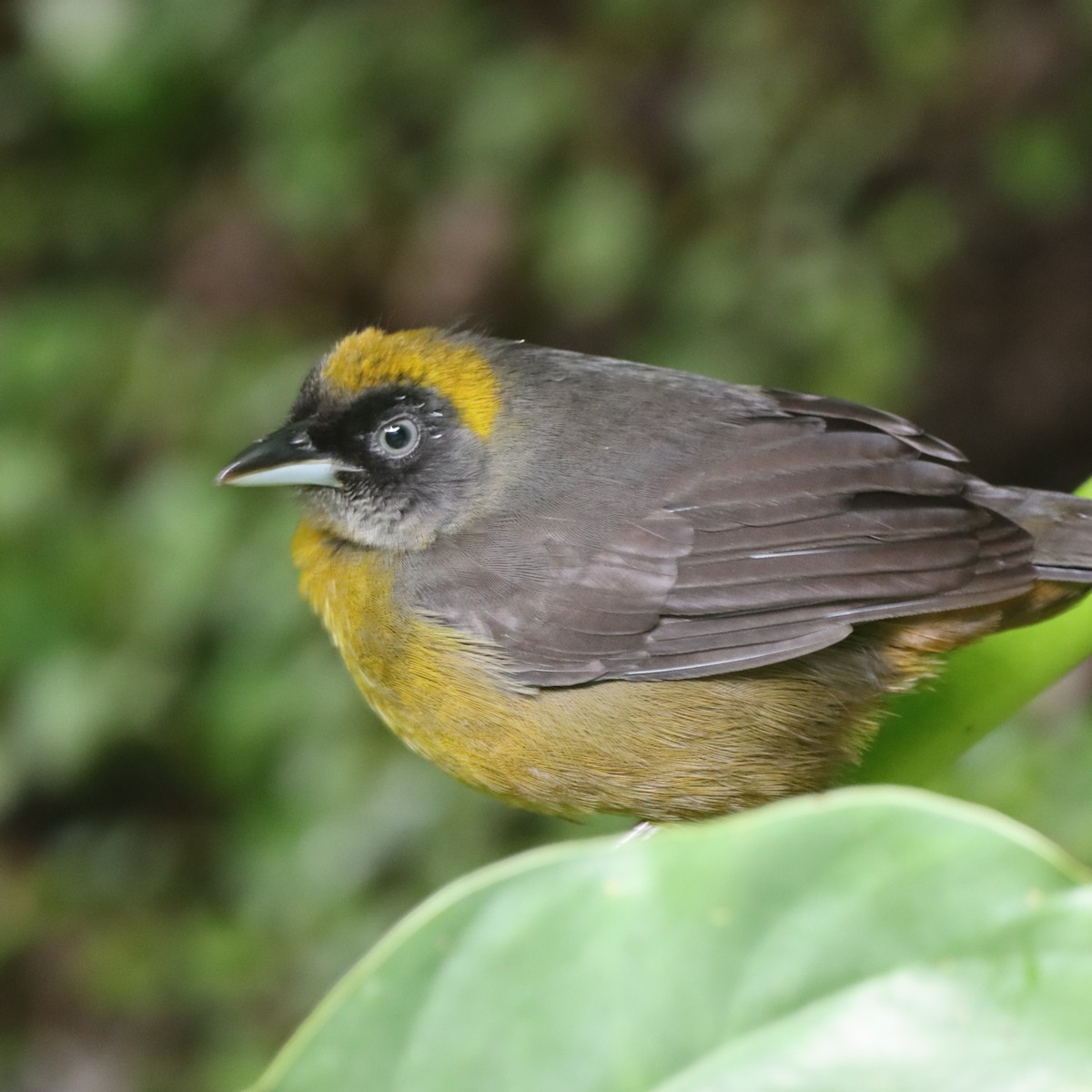 Dusky-faced Tanager - ML645046939