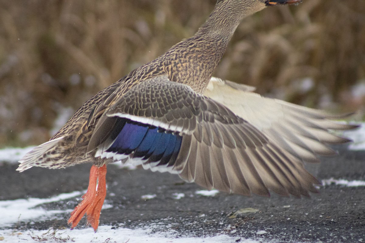 Mallard - ML645046941