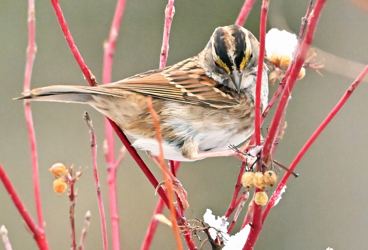 White-throated Sparrow - ML645046943