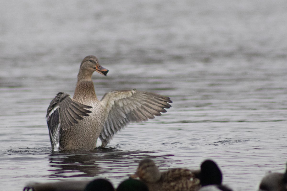 Mallard - ML645046944