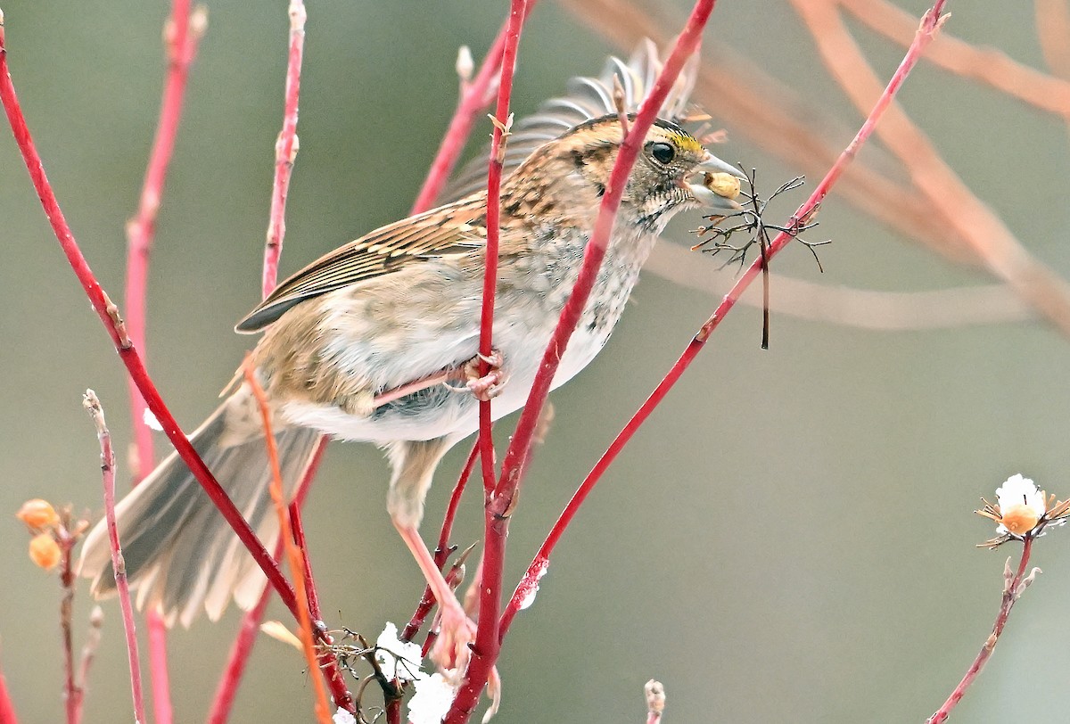 White-throated Sparrow - ML645046947