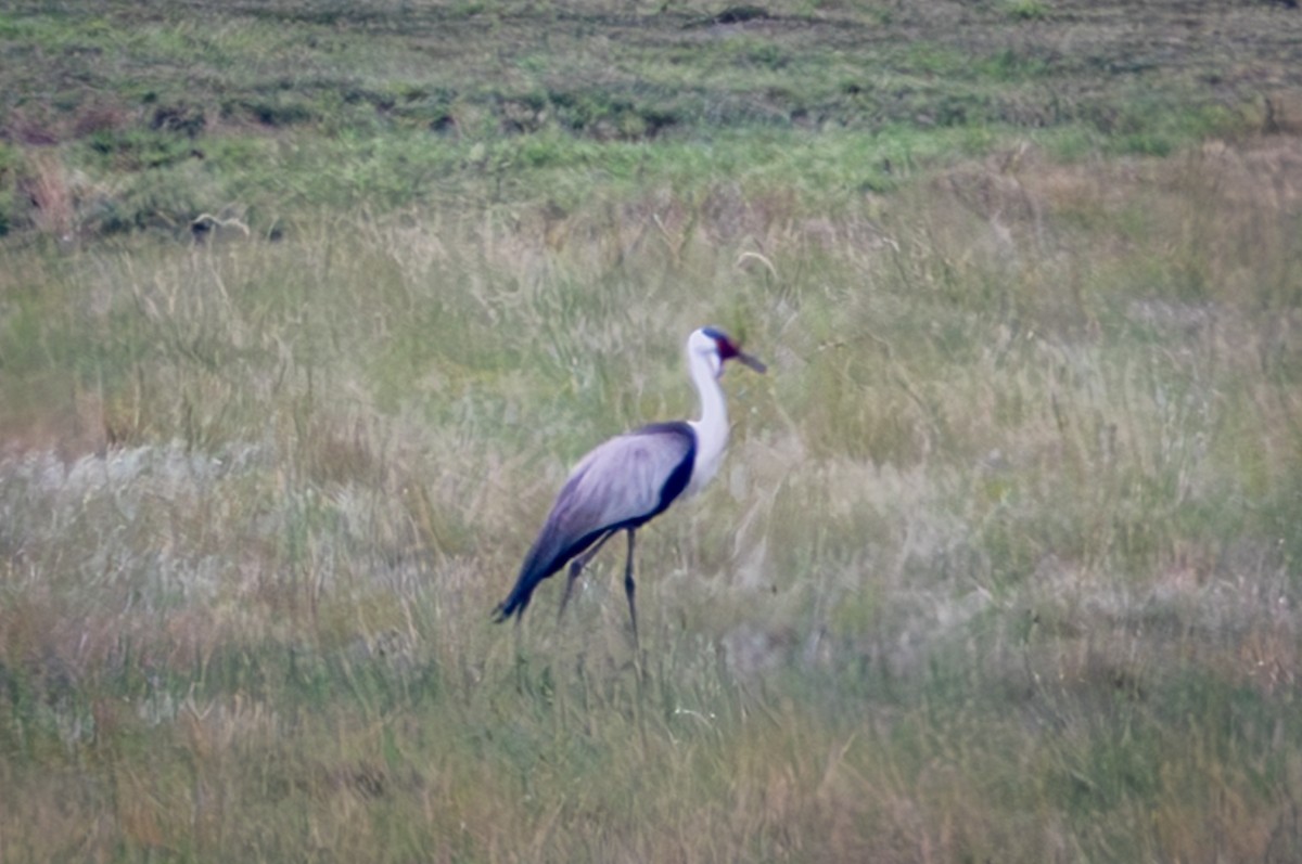 Wattled Crane - ML645046948