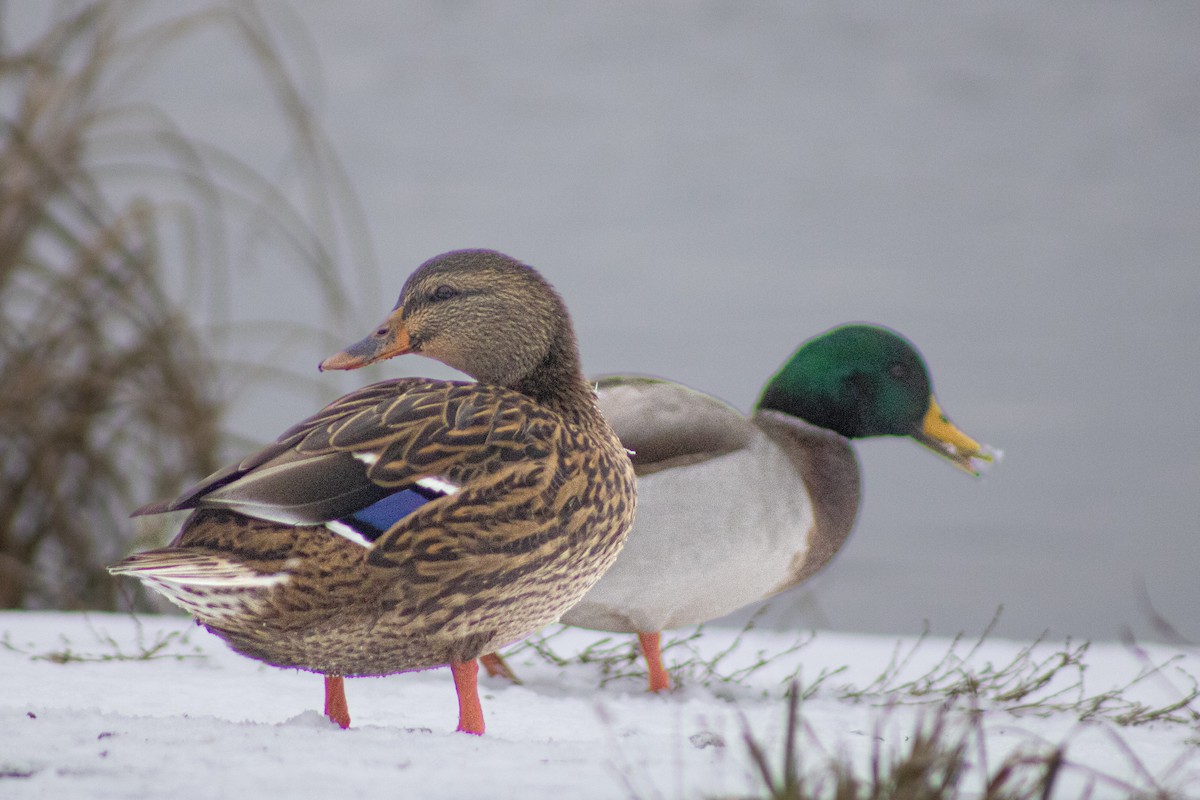 Mallard - ML645046949