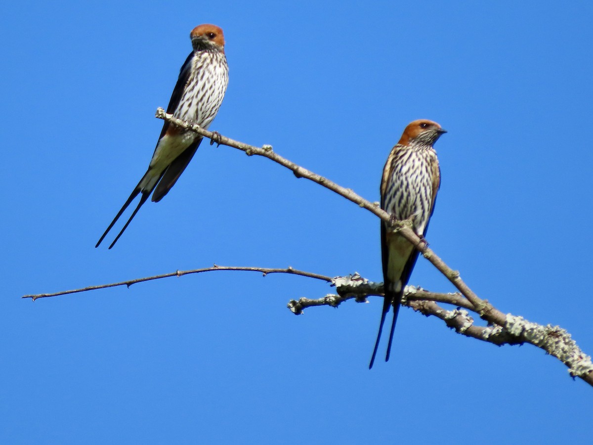 Lesser Striped Swallow - ML645046950