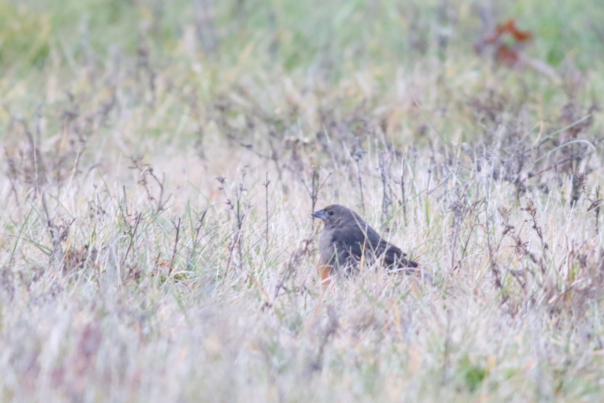 Brown-headed Cowbird - ML645046952