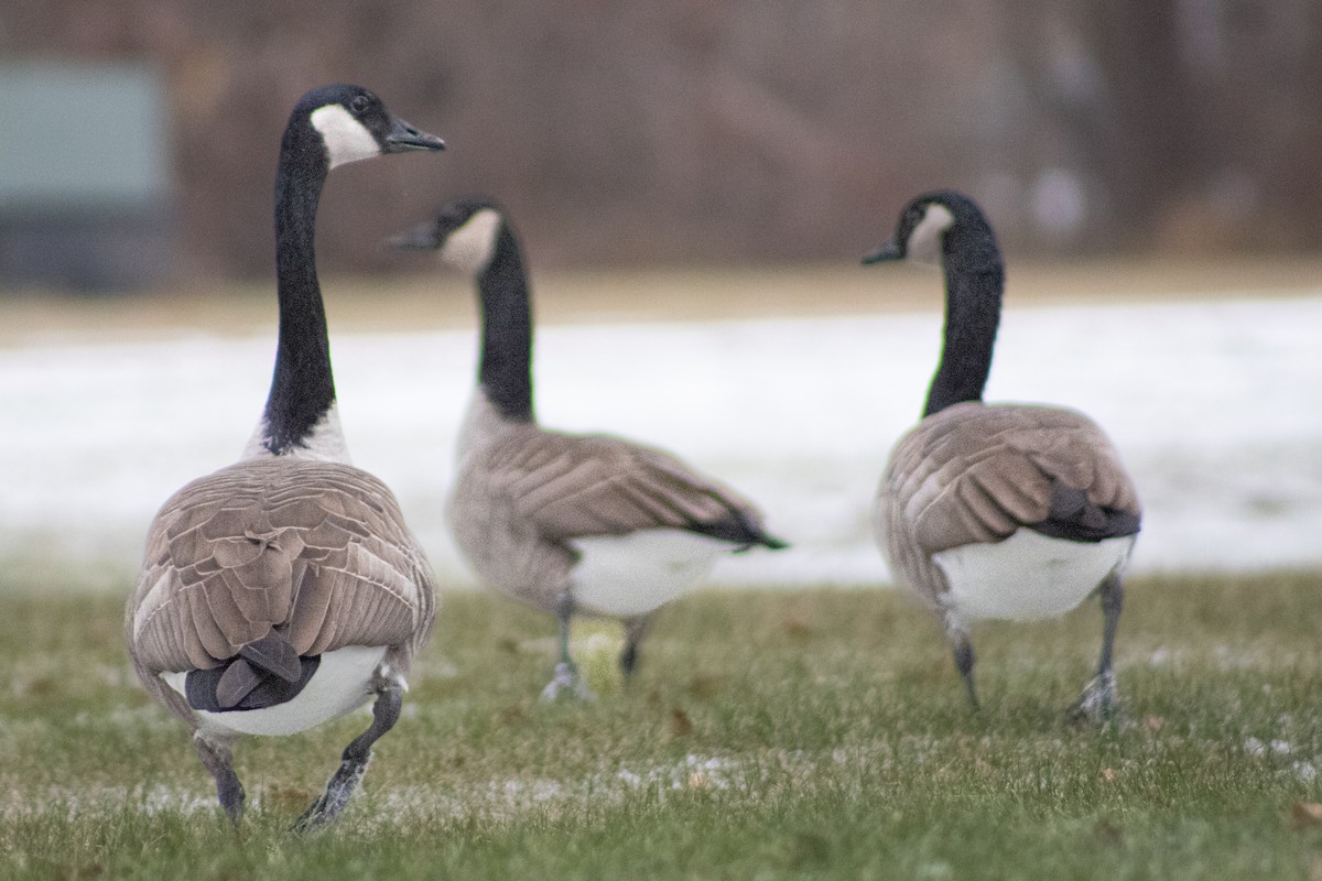 Canada Goose - ML645046953