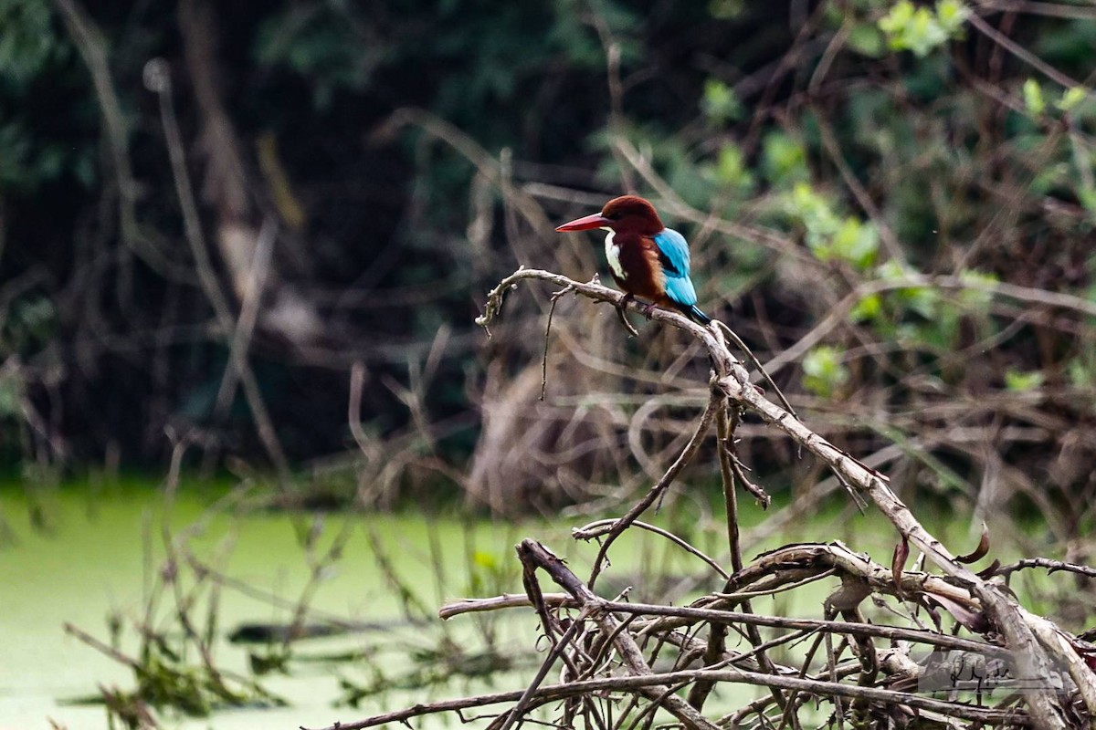 White-throated Kingfisher - ML645046955