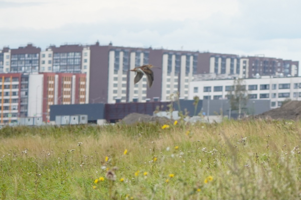 Common Snipe - ML645046956