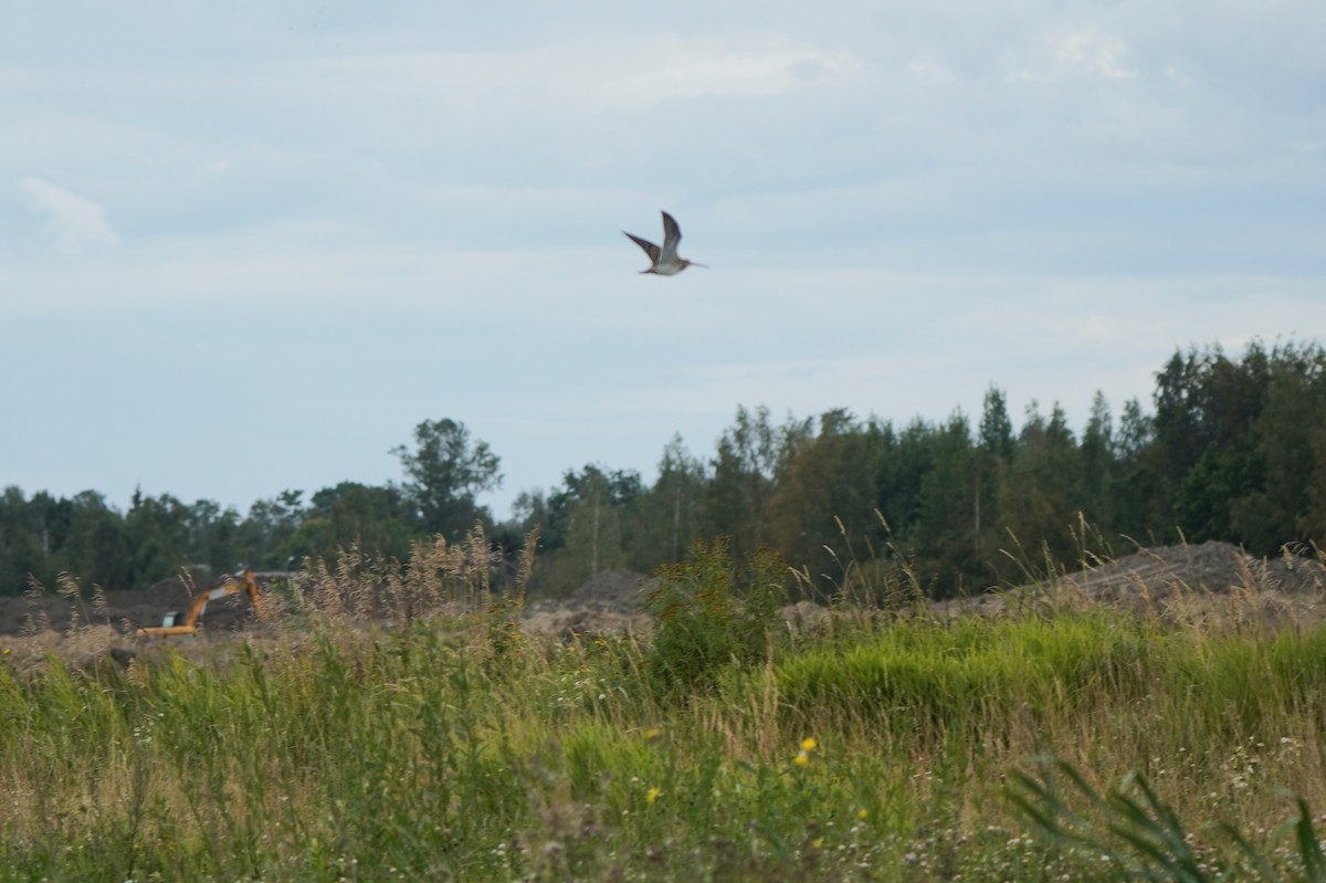 Common Snipe - ML645046957