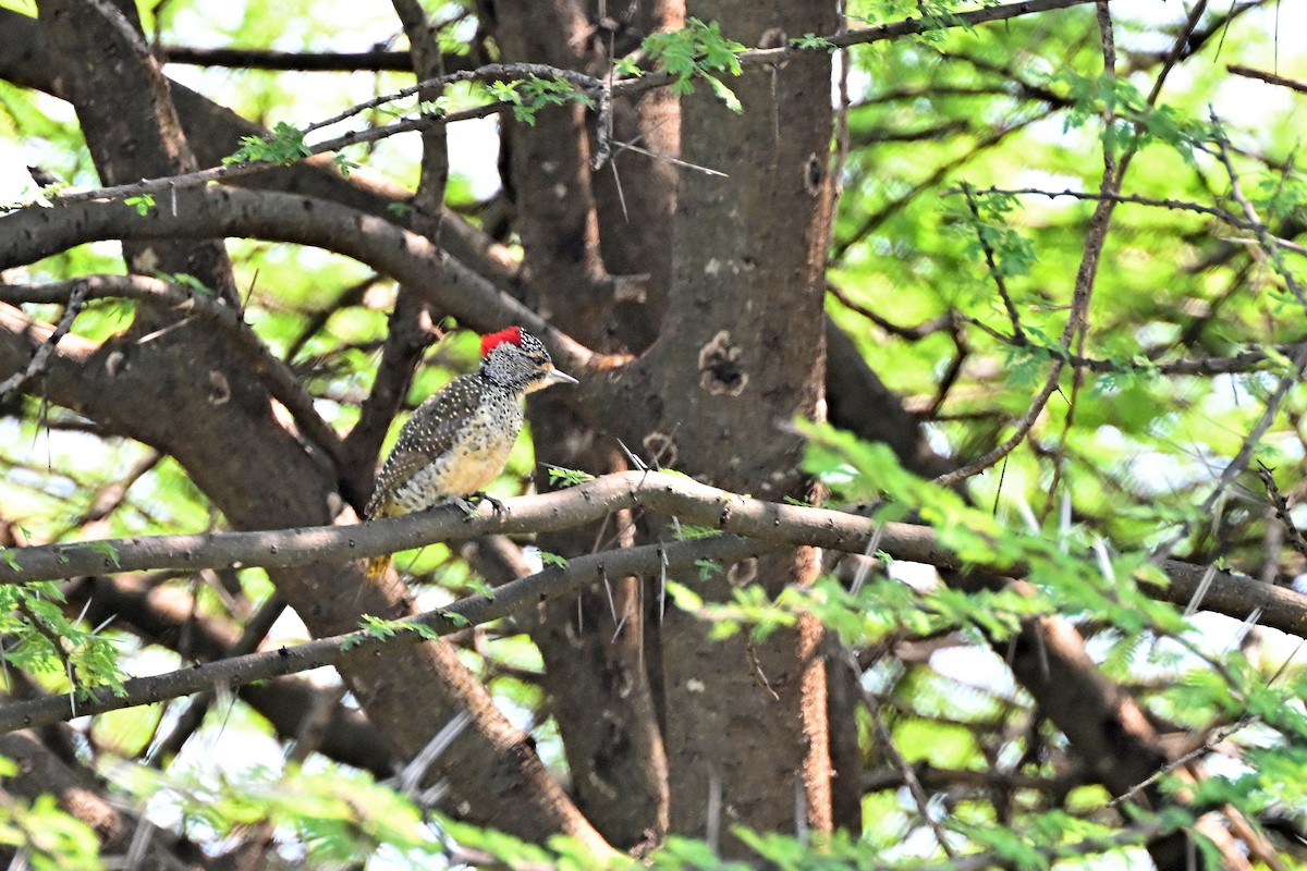 Nubian Woodpecker - ML645046958