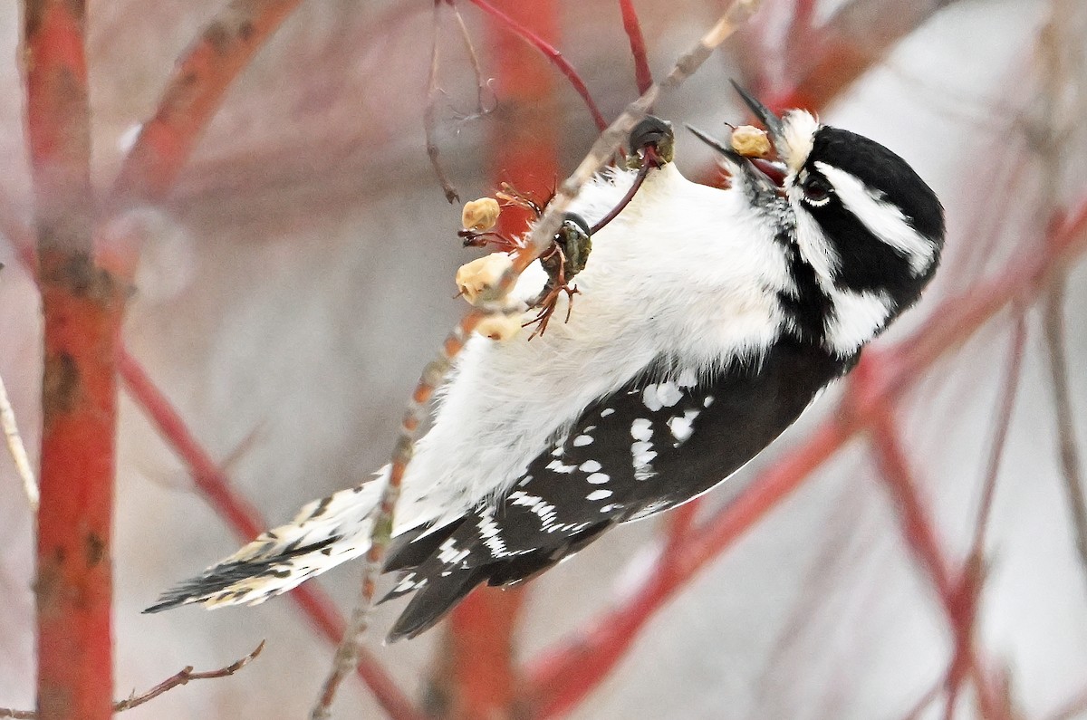 Downy Woodpecker - ML645046959
